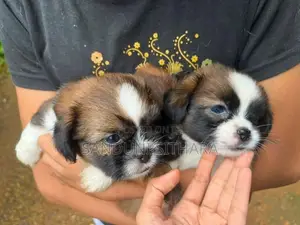 Shih Tzu Puppies