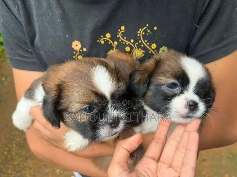 Shih Tzu Puppies