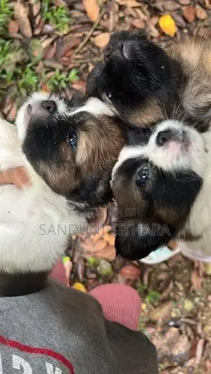 Shih Tzu Puppies