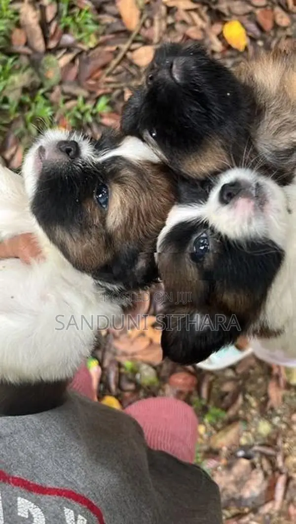 Shih Tzu Puppies