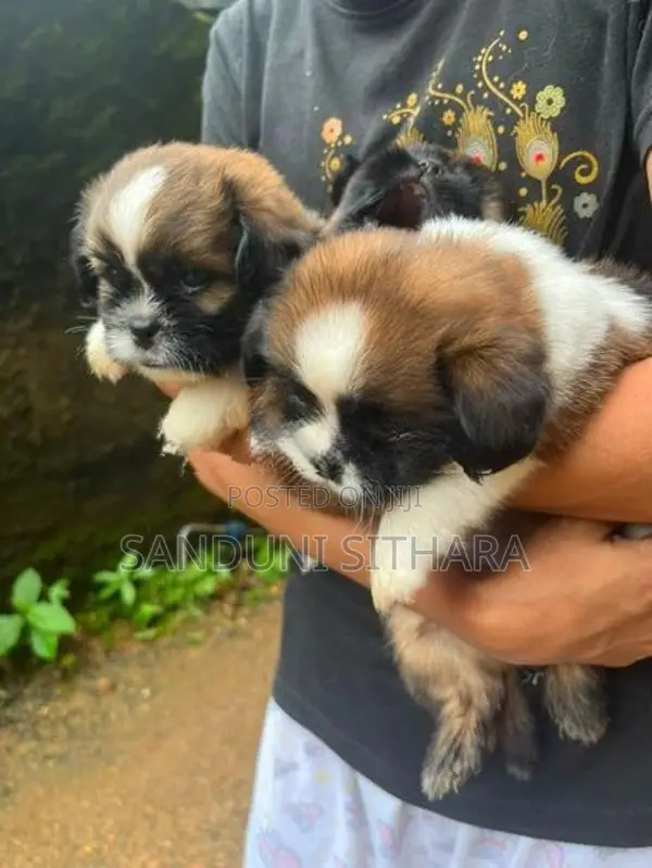 Shih Tzu Puppies