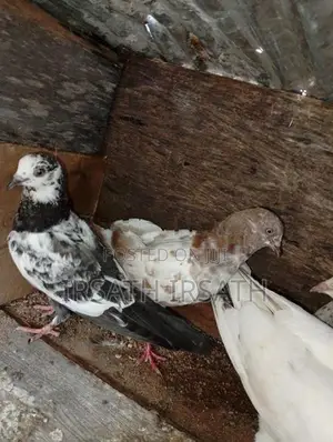 Pigeons