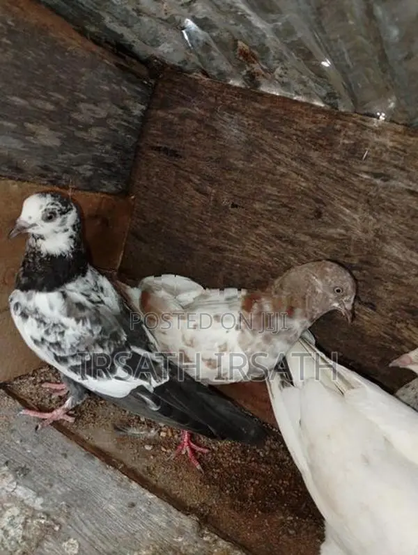Pigeons