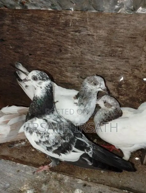 Pigeons