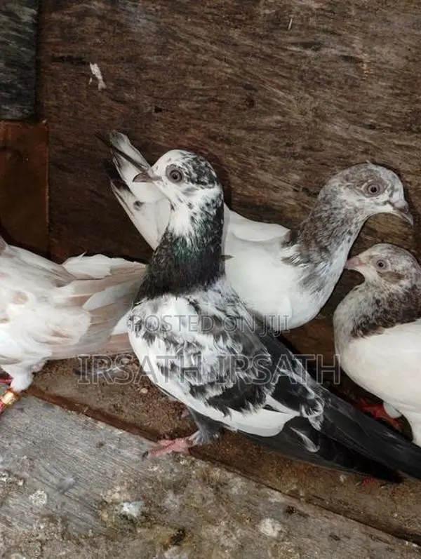 Pigeons