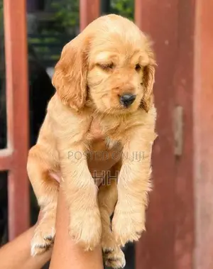 Cocker Spaniel