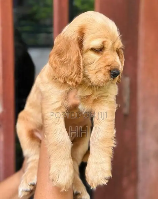 Cocker Spaniel