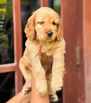 Cocker Spaniel