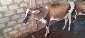 பால் மாடு .