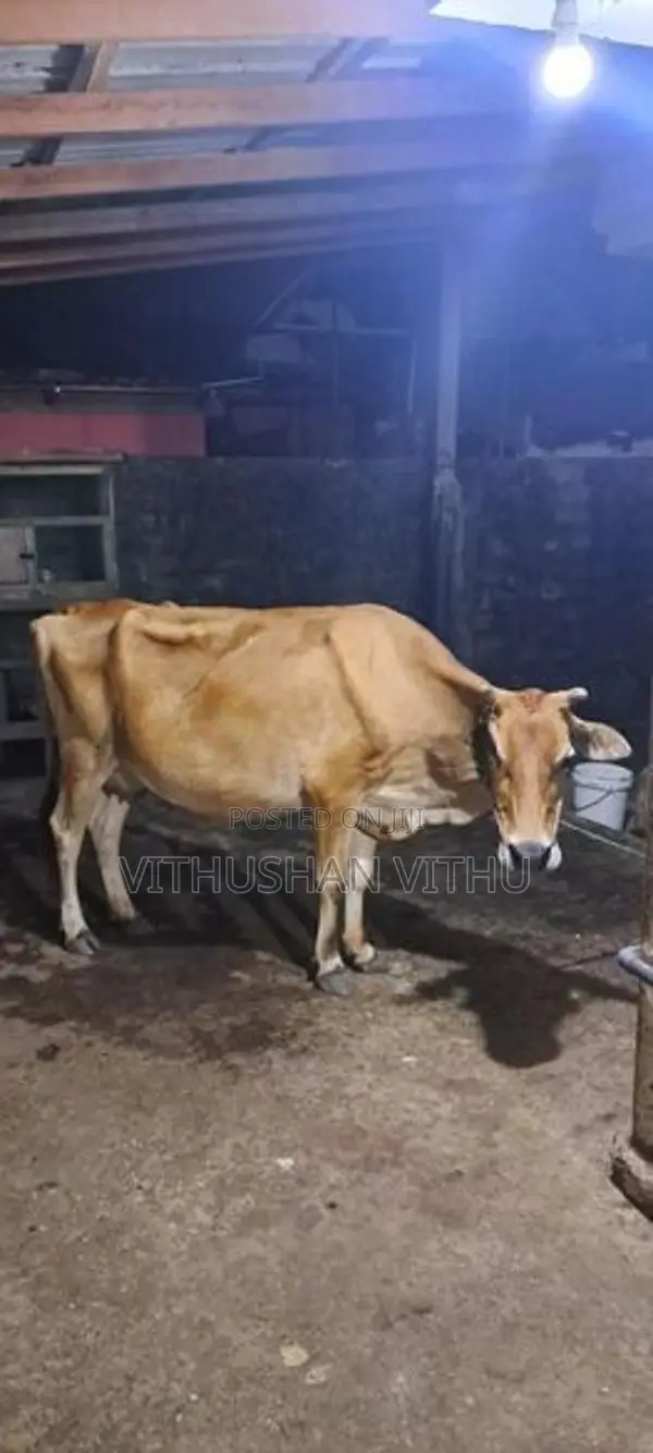 பால் மாடு .