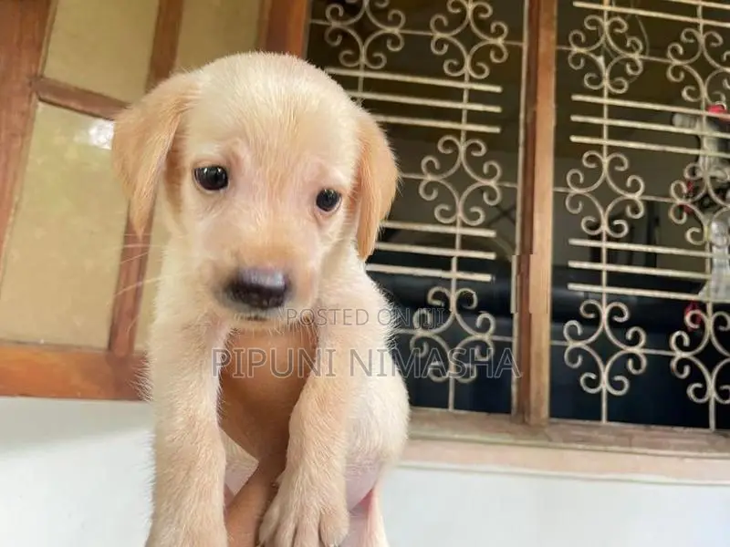 Labrador Puppy