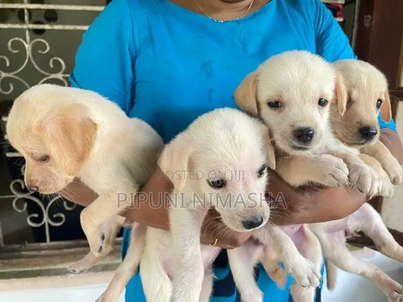 Labrador Puppy