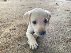 Labrador Puppy