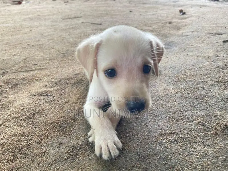 Labrador Puppy