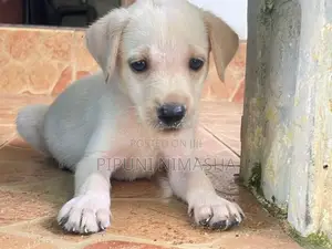 Labrador Puppy