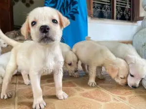 Labrador Puppy