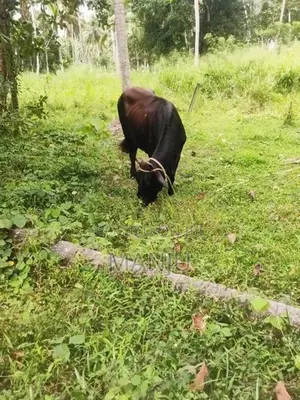 Kiri Gawayak Jasi