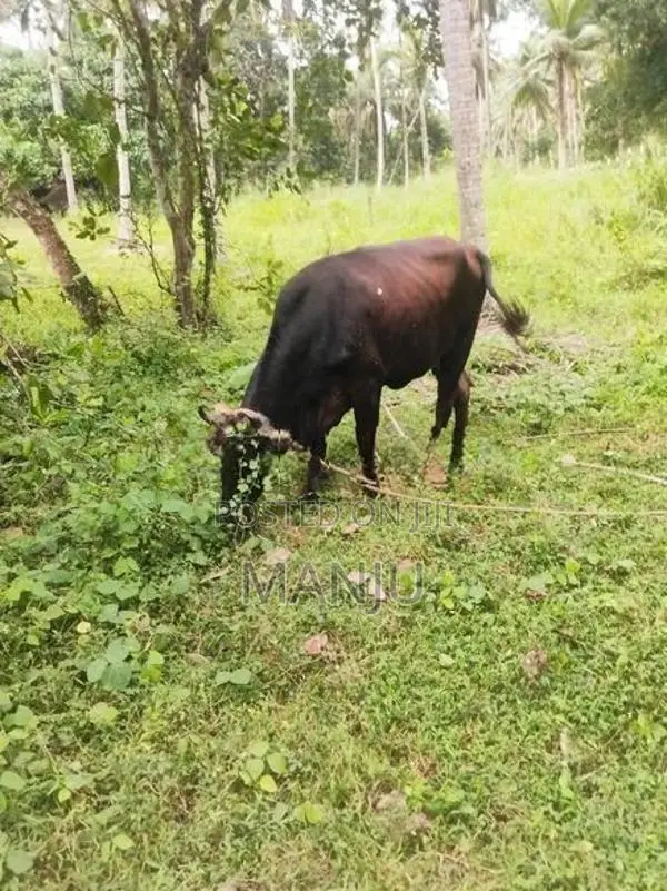 Kiri Gawayak Jasi