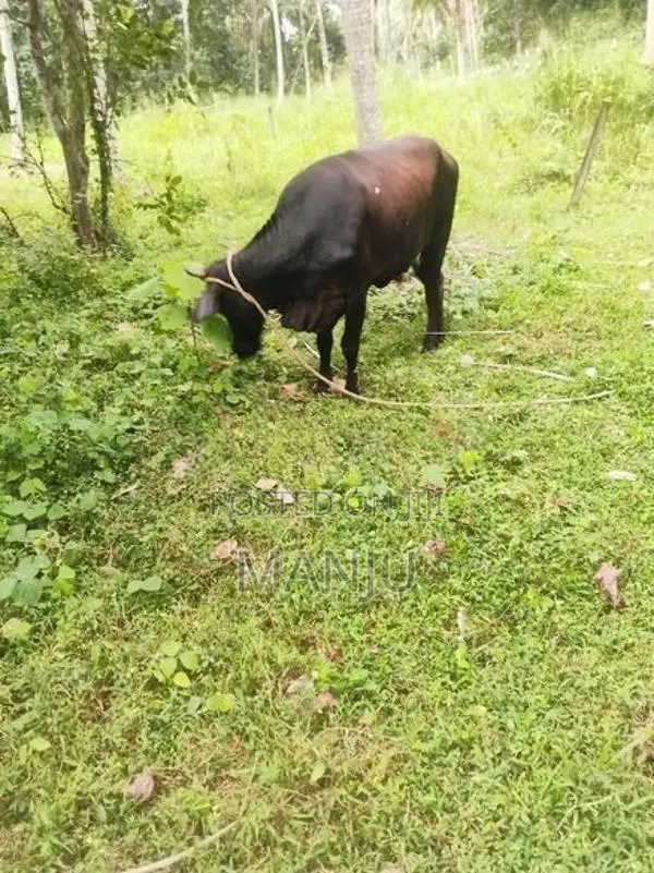 Kiri Gawayak Jasi