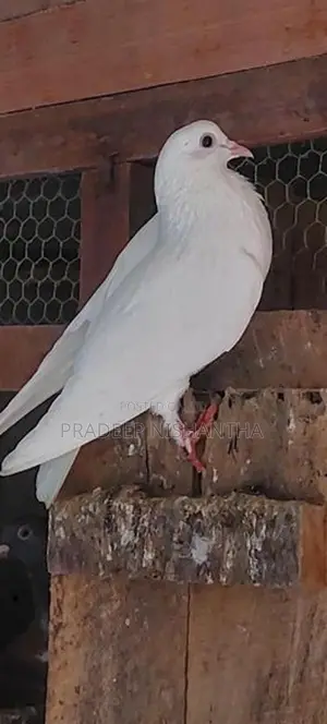 Pigeons