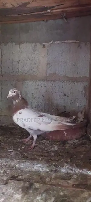 Pigeons