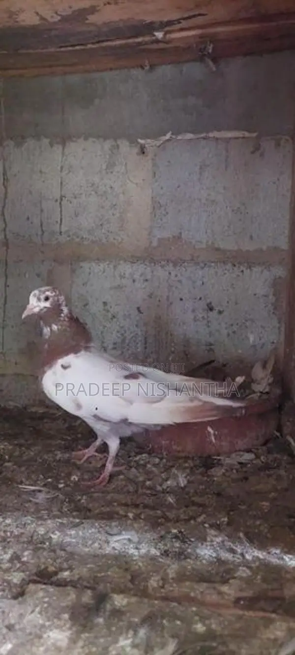 Pigeons