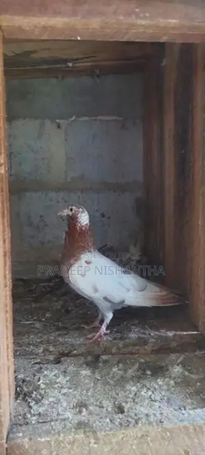 Pigeons