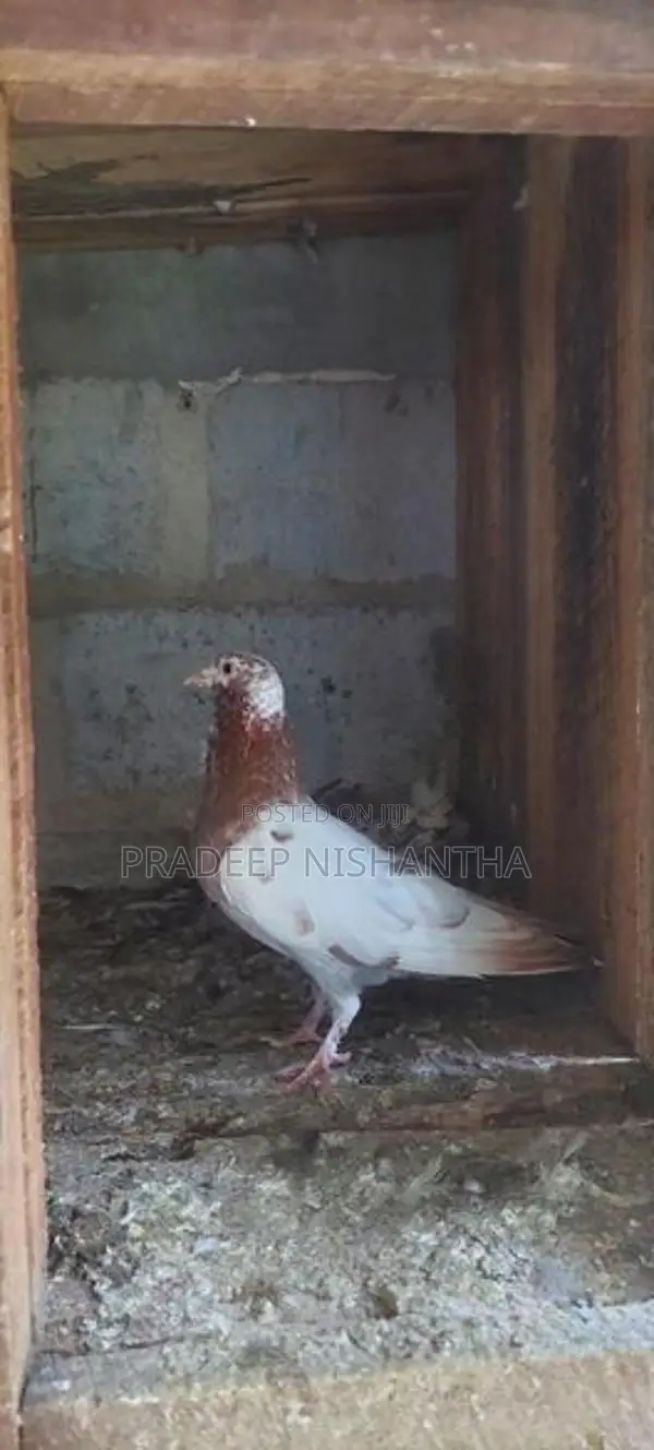 Pigeons