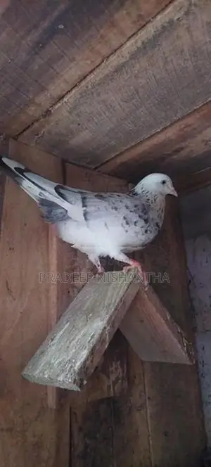 Pigeons