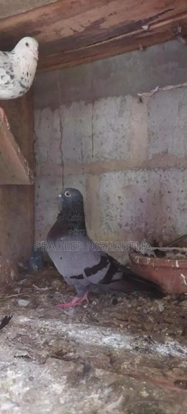 Pigeons