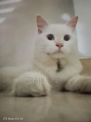 Persian
