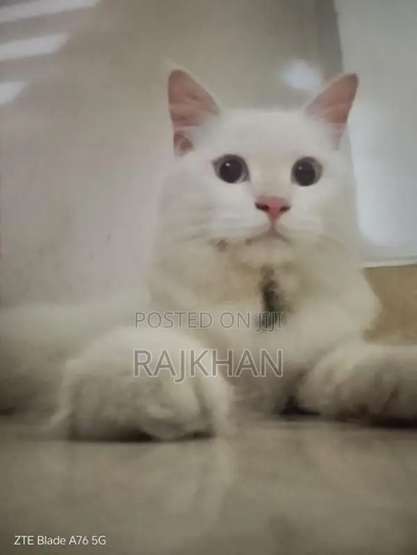 Persian