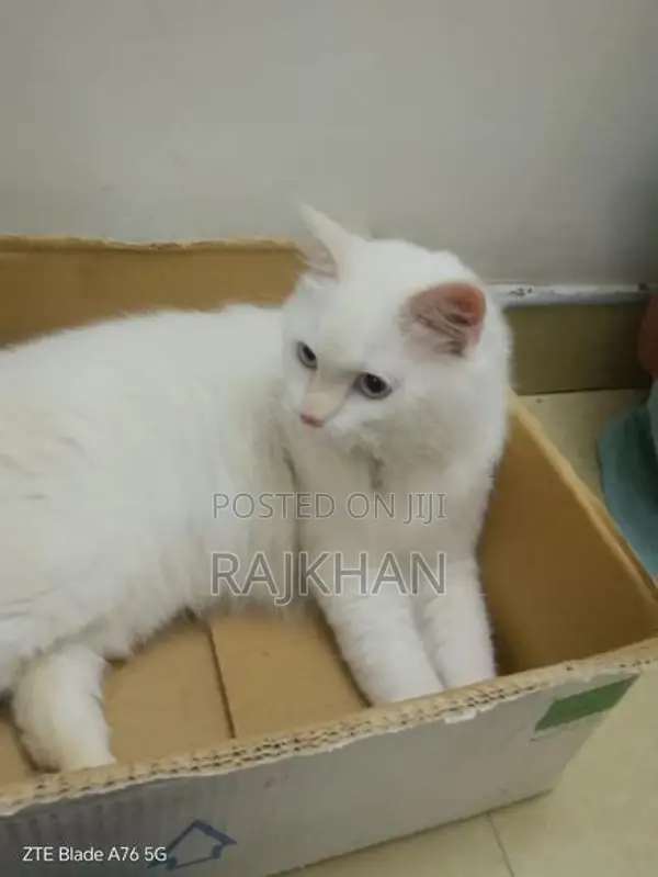 Persian