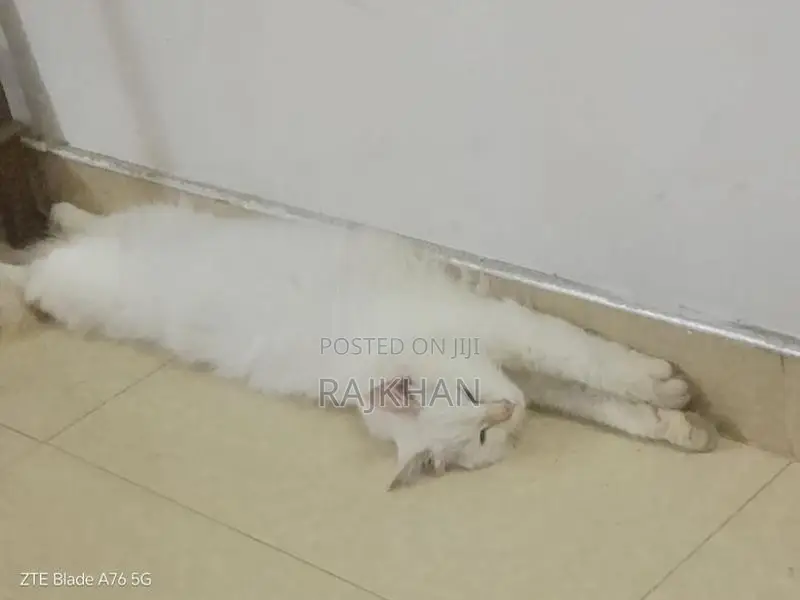 Persian