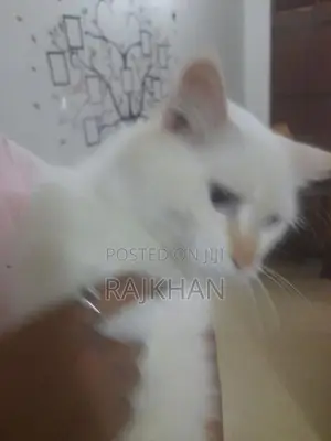Persian