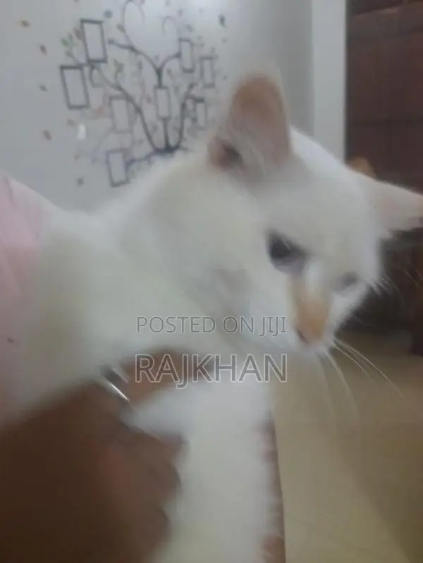 Persian