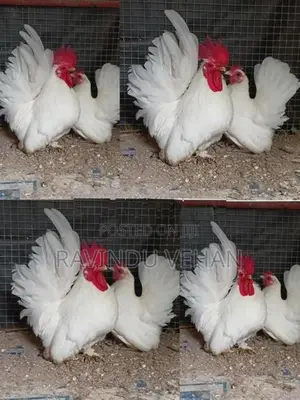 Japanese Bantam