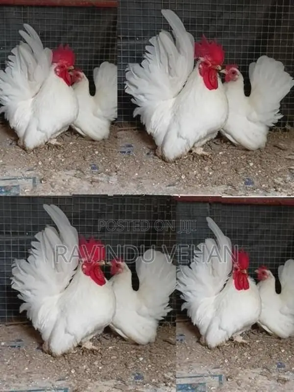 Japanese Bantam