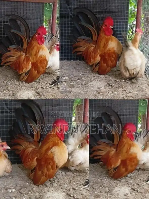 Japanese Bantam
