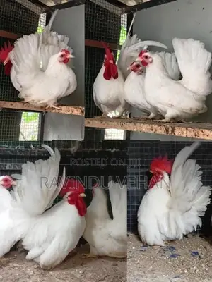 Japanese Bantam