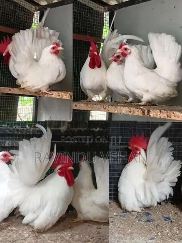 Japanese Bantam