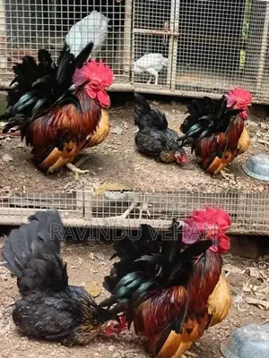 Japanese Bantam