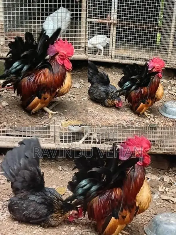 Japanese Bantam