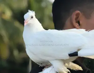 Full White Muffed Tame Pigeon Pair - සුදු පරවි ජෝඩුව