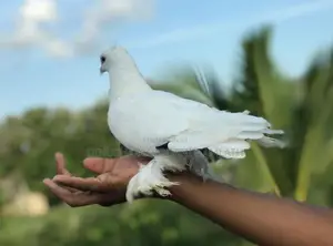 Full White Muffed Tame Pigeon Pair - සුදු පරවි ජෝඩුව