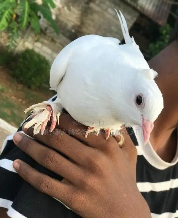 Full White Muffed Tame Pigeon Pair - සුදු පරවි ජෝඩුව
