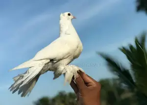 Full White Muffed Tame Pigeon Pair - සුදු පරවි ජෝඩුව
