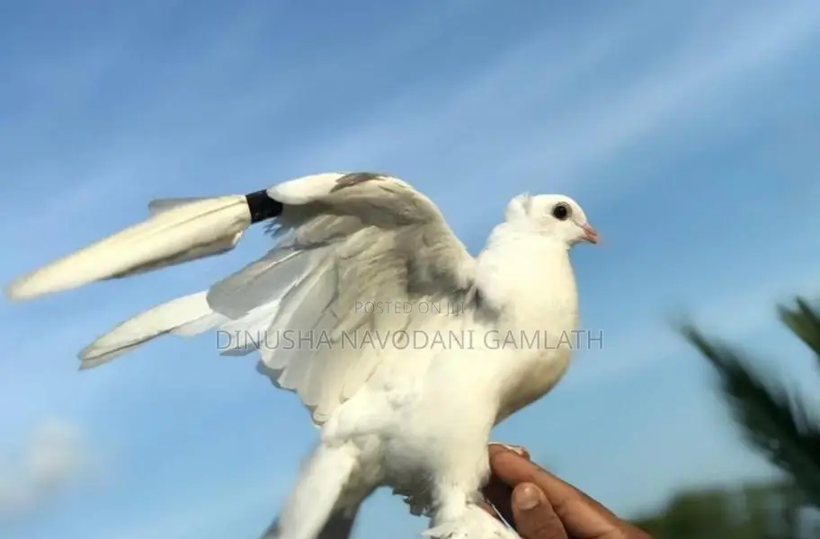 Full White Muffed Tame Pigeon Pair - සුදු පරවි ජෝඩුව