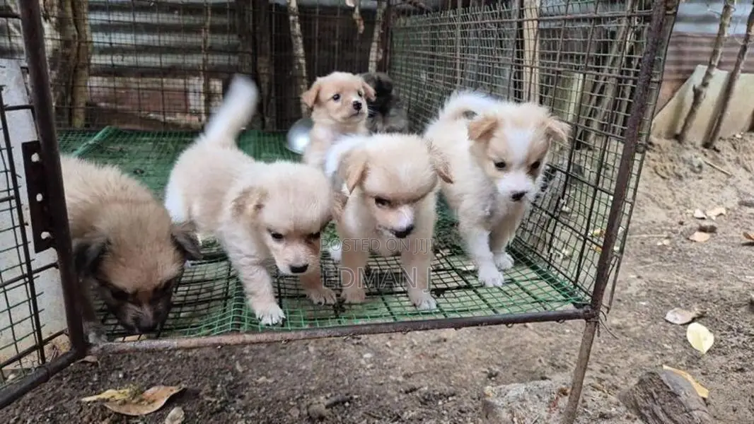 Pomeranian