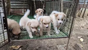 Pomeranian